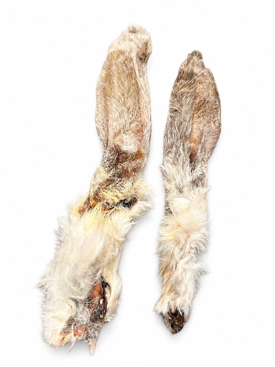 Rabbit Ear