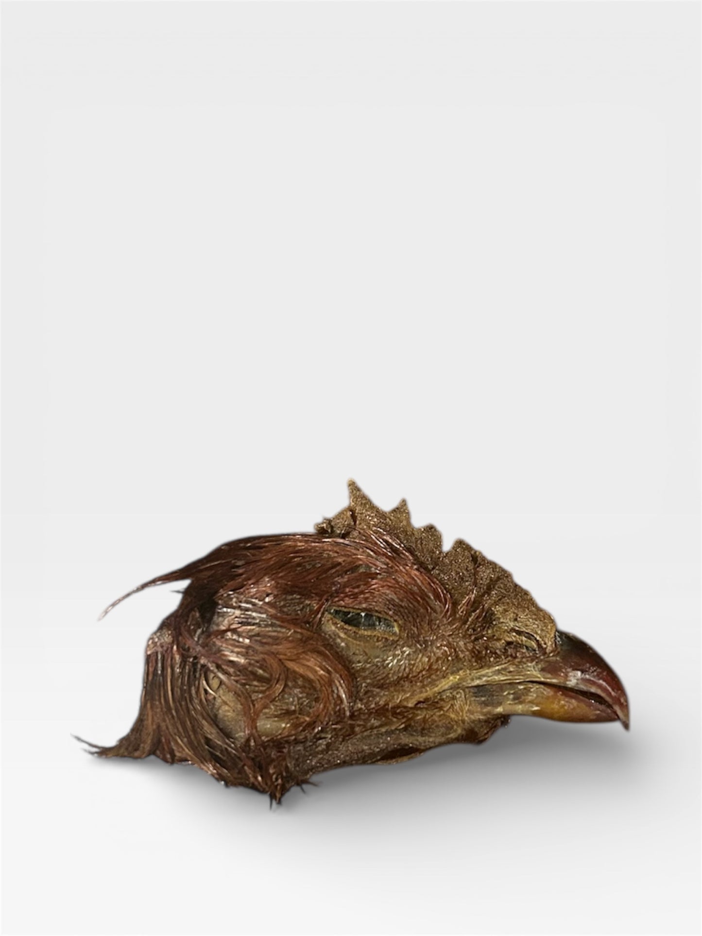 Chicken Head with Feathers